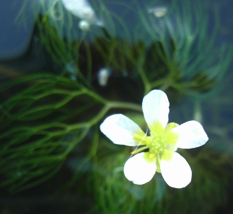 sul laghetto - Ranunculus sp.